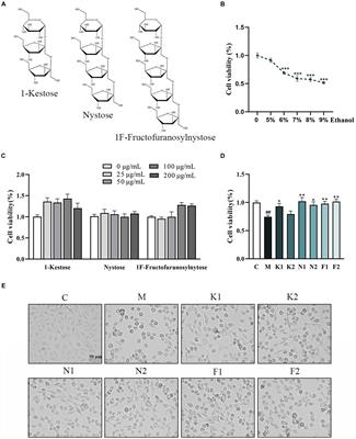 Protective effect of short-chain fructo-oligosaccharides from chicory on alcohol-induced injury in GES-1 cells via Keap1/Nrf2 and NLRP3 inflammasome signaling pathways